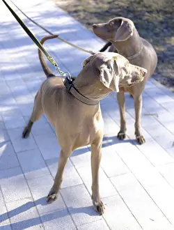 Two short-haired sporting dogs - Hungarian Vizsla