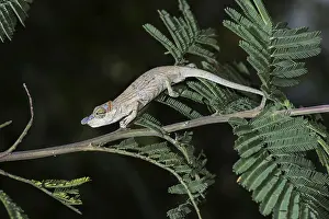 Short-horn chameleon (Calumma nasutum)