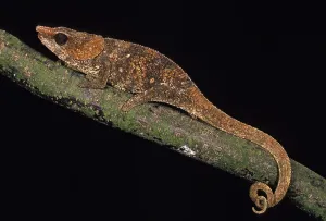 Short-Horned Chameleo (calumma brevicornis)