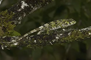 Short-nosed Chameleon (Calumma gastrotaenia)