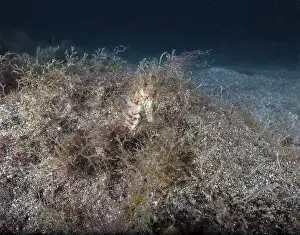 Short-snouted seahorse (Hippocampus hippocampus)