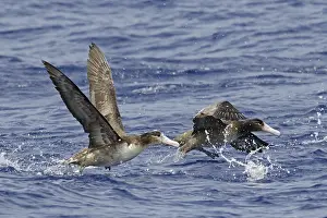 Short-tailed albatross (Phoebastria albatrus) two juveniles launched from the sea surface