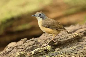 Short-tailed Babbler (Malacocincla malaccensis)
