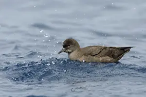 Short-tailed Shearwater (Ardenna tenuirostris)