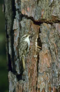 Short-toed treecreeper (Certhia brachydactyla)