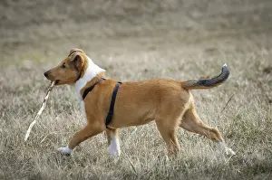 Shorthair collie, puppy with stick