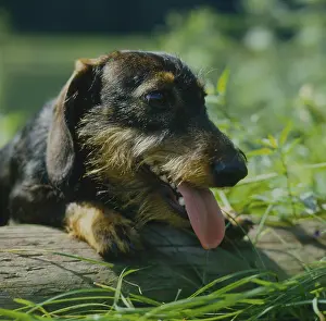 Shorthaired dachshund
