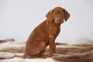 Shorthaired Hungarian Pointing Dog, puppy, 9 weeks