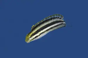 Shorthead Sabretooth Blenny (Petroscirtes breviceps) adult