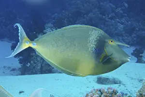 Shortnose surgeonfish (Naso unicornis)