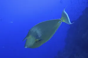 Shortnose surgeonfish (Naso unicornis)