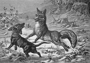 A shot fox is attacked by a hunting dog