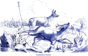 Shot roebuck, Hubertus hunting and hunting scenes