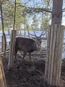 Full shot of a Sika deer stag with antlers in a muddy
