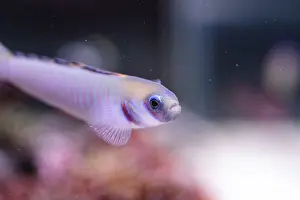 Shotsilk goby Ptereleotris zebra darts around a coral reef aquarium