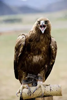 Shouting golden eagle sitting on a pole