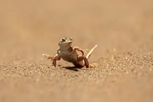 Shovel-nosed lizard (Meroles anchietae)