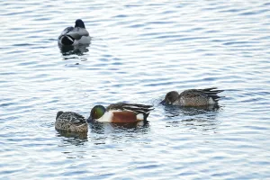 Shoveler (Anas clypeata)
