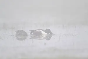 Shoveler (Spatula clypeata), Lower Saxony