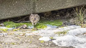 Shrew in nature