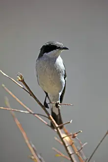 Shrike Flycatcher (Melanornis silens)