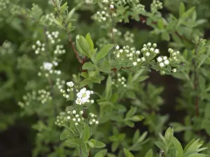 Shrub plant - mock orange in the park