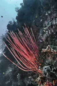 Shrub or rod gorgonian (Ellisella ceratophyta)