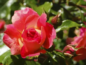 Shrub rose (Rosa), Gebrueder Grimm