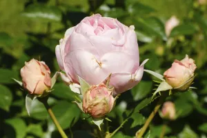 Shrub rose (Rosa), Poetry, Mainau Island