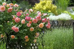 Shrub roses in the garden, orange flowering