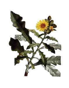 Shrubby sow thistle, Sow thistles