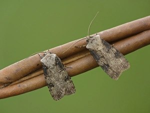 Shuttle-shaped Dart (Agrotis puta)