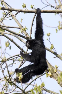 Siamang