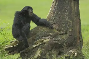 Siamang (Hylobates syndactylus)