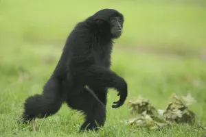 Siamang (Hylobates syndactylus)