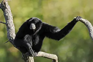 Siamang (Symphalangus syndactylus)