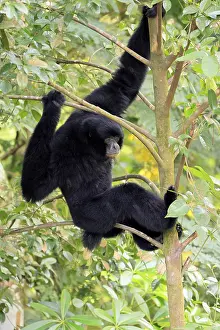 Siamang (Symphalangus syndactylus)