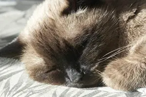 Siamese cat sleeping peacefully on sunlit surface with soft fur detail in close-up view