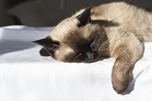 Framed Print : Siamese cat sleeping peacefully on white sheet in sunlight