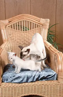 Siamese cat wash kitten, 7 weeks, armchair