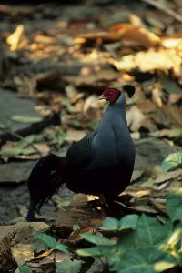 Siamese fireback (Lophura diardi)