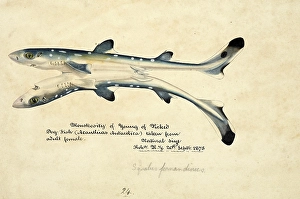 Siamese twins Spiny dogfish, spurdog, mud shark, or piked dogfish, fish, reproduction of an original, by Frank Edward Clarke (b. 1849, d. 1899), ichthyologist and scientific draughtsman