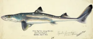 Siamese twins Spiny dogfish, spurdog, mud shark, or piked dogfish, fish, reproduction of an original, by Frank Edward Clarke (b. 1849, d. 1899), ichthyologist and scientific draughtsman