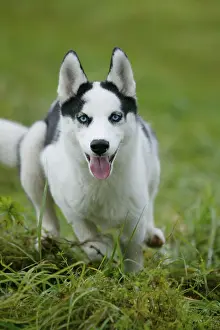 SIBERIA HUSKY/4 MONTHS OLD