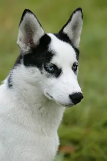 SIBERIA HUSKY/4 MONTHS OLD
