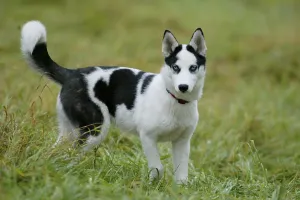 SIBERIA HUSKY/4 MONTHS OLD