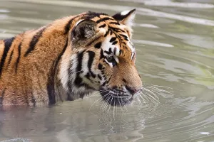 Siberian or Amur tiger (Panthera tigris altaica)