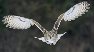 Siberian Eagle Owl (Bubo bubo sibiricus)