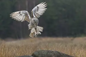 One Siberian Eagle Owl (Bubo bubo sibiricus)