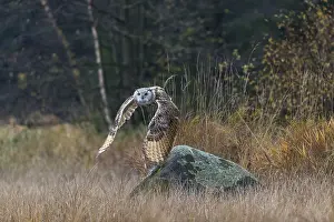 One Siberian Eagle Owl (Bubo bubo sibiricus) flying over tall reed grass lakeshore on an autumnal misty cold morning